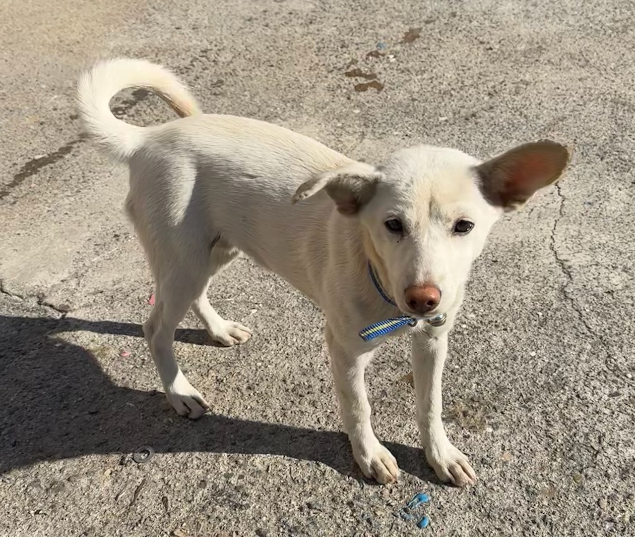 종료(입양) 믹스견…